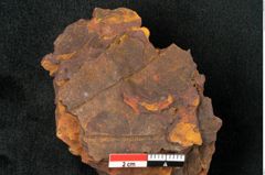 Foto (Detailansicht) von Aralia elsmoreana Ettingshausen (NHMW-GEO-2024-0188-10382)